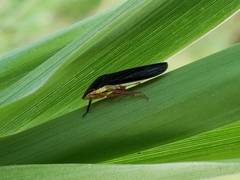 Homalodisca insolita