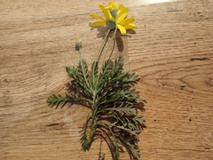 Euryops pectinatus pectinatus