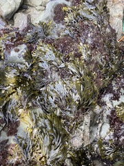 Pelvetiopsis limitata