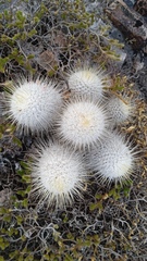 Mammillaria dixanthocentron