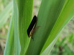 Homalodisca insolita