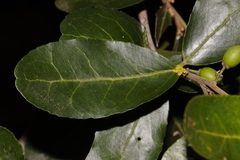 Mystroxylon aethiopicum subsp. schlechteri image