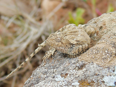 Trapelus ruderatus