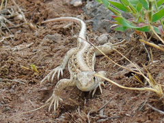 Acanthodactylus ilgazi