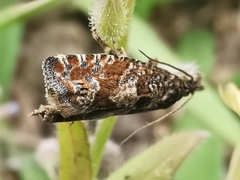 Pelochrista fusculana