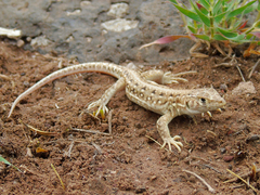 Acanthodactylus ilgazi