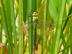Anax imperator
