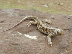 Acanthodactylus ilgazi