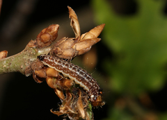 Tortricodes alternella