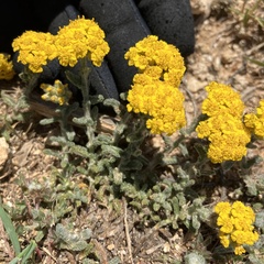 Achillea tomentosa