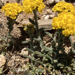 Achillea tomentosa