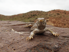 Acanthodactylus ilgazi