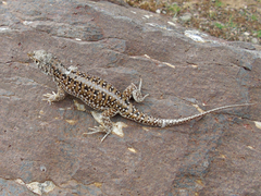 Acanthodactylus ilgazi