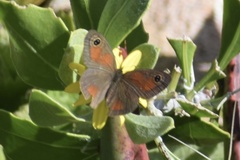 Cassionympha detecta