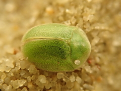 Cassida hemisphaerica