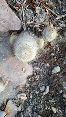 Mammillaria dixanthocentron