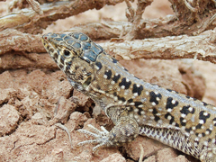 Acanthodactylus ilgazi