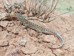 Acanthodactylus ilgazi