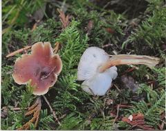 Rhodocollybia badiialba