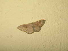 Idaea degeneraria