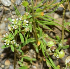 Lobularia libyca