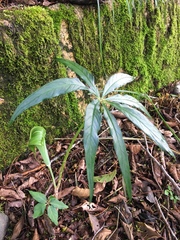 Arisaema consanguineum