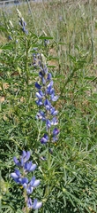 Lupinus angustifolius