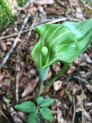 Arisaema consanguineum