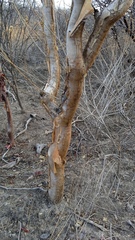 Bursera aptera