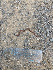 Phalotris lemniscatus