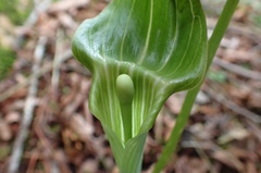 Arisaema consanguineum