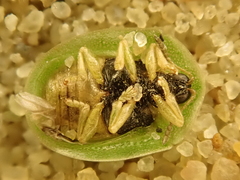 Cassida hemisphaerica