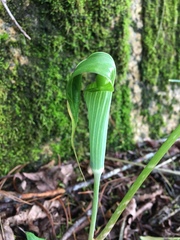 Arisaema consanguineum