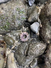 Strongylocentrotus purpuratus