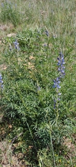 Lupinus angustifolius