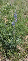 Lupinus angustifolius