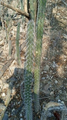 Lemaireocereus hollianus