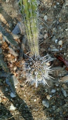 Lemaireocereus hollianus