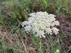 Daucus carota