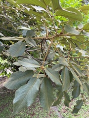 Handroanthus ochraceus