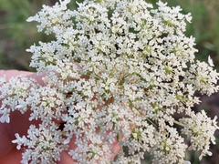 Daucus carota