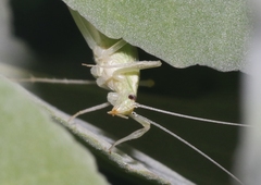 Oecanthus alexanderi
