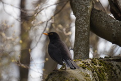 Turdus merula