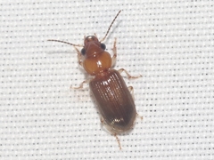 Pogonodaptus mexicanus