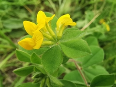 Lotus ornithopodioides
