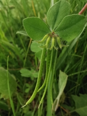 Lotus ornithopodioides