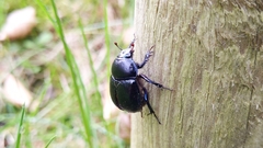 Anoplotrupes stercorosus