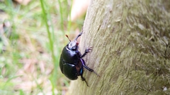 Anoplotrupes stercorosus