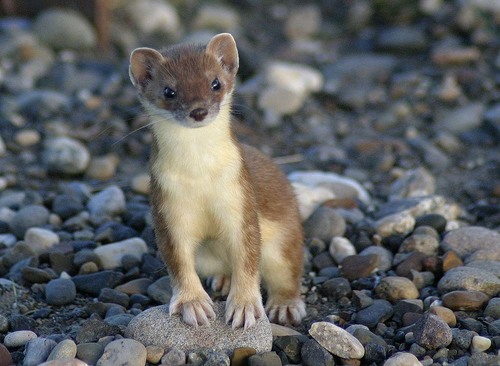 Eurasian Stoat