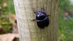 Anoplotrupes stercorosus